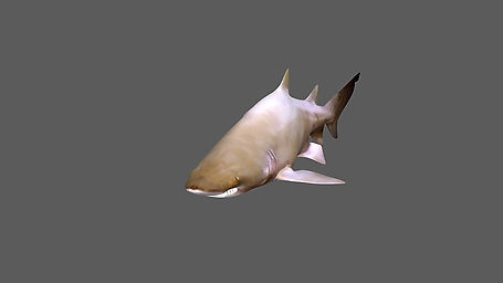 Shark Swimming Animation